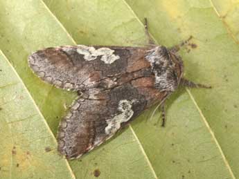 Diloba caeruleocephala L. adulte - Philippe Mothiron