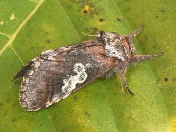 Diloba caeruleocephala L. adulte - ©Philippe Mothiron