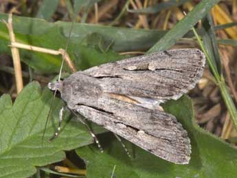 Dichagyris candelisequa D. & S. adulte - Philippe Mothiron