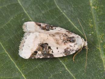 Pseudeustrotia candidula D. & S. adulte - Philippe Mothiron