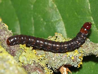  Chenille de Aglossa caprealis Hb. - ©Jean-Paul Coat