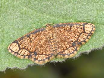 Stegania cararia Hb. adulte - ©Philippe Mothiron