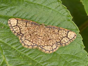 Stegania cararia Hb. adulte - Philippe Mothiron