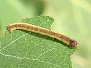  Chenille de Stegania cararia Hb. - Philippe Mothiron