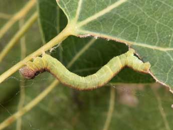  Chenille de Stegania cararia Hb. - Philippe Mothiron