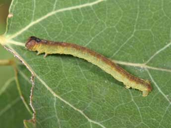  Chenille de Stegania cararia Hb. - ©Philippe Mothiron