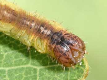  Chenille de Stegania cararia Hb. - Philippe Mothiron