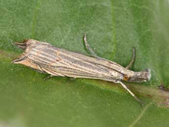 Metacrambus carectellus Z. adulte - Philippe Mothiron