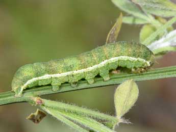  Chenille de Xestia castanea Esp. - Philippe Mothiron