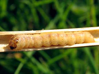  Chenille de Phragmataecia castaneae Hb. - Ruben Meert