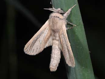 Phragmataecia castaneae Hb. adulte - Ruben Meert