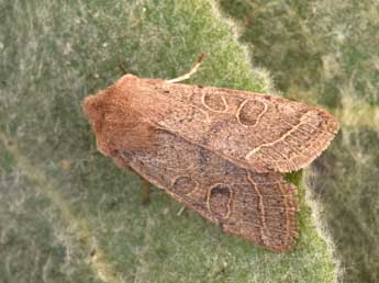 Orthosia cerasi F. adulte - Philippe Mothiron