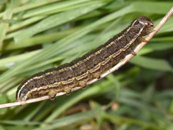  Chenille de Tholera cespitis D. & S. - ©Philippe Mothiron