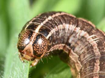  Chenille de Tholera cespitis D. & S. - ©Philippe Mothiron