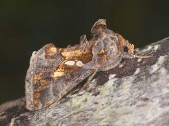 Chrysodeixis chalcites Esp. adulte - Philippe Mothiron