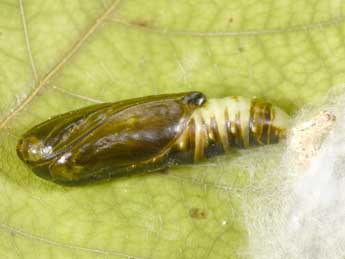  Chrysalide de Chrysodeixis chalcites Esp. - Philippe Mothiron