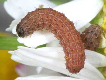  Chenille de Agrotis chretieni Dmt - Jean Haxaire