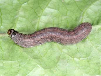  Chenille de Agrotis chretieni Dmt - Jean Haxaire