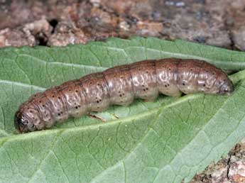  Chenille de Agrotis chretieni Dmt - Jean Haxaire