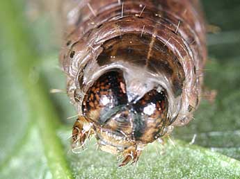  Chenille de Agrotis chretieni Dmt - Jean Haxaire