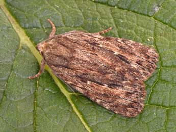 Amphipyra cinnamomea Gze adulte - Philippe Mothiron