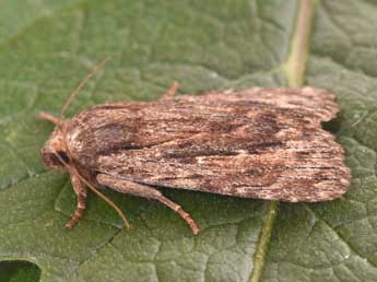 Amphipyra cinnamomea Gze adulte - Philippe Mothiron