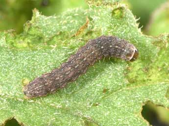  Chenille de Caradrina clavipalpis Scop. - ©Philippe Mothiron