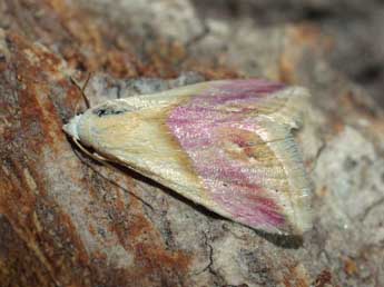 Eublemma cochylioides Gn. adulte - Jean-Pierre Favretto