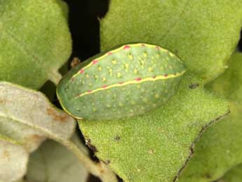  Chenille de Hoyosia codeti Obth. - Wolfgang Wagner, www.pyrgus.de