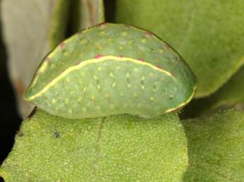  Chenille de Hoyosia codeti Obth. - Wolfgang Wagner, www.pyrgus.de