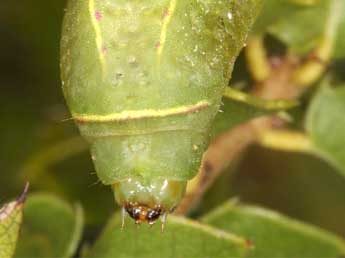  Chenille de Hoyosia codeti Obth. - Wolfgang Wagner, www.pyrgus.de