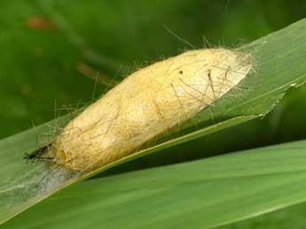  Chrysalide de Laelia coenosa Hb. - ©Philippe Mothiron