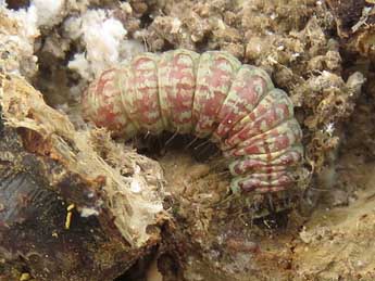  Chenille de Alophia combustella H.-S. - ©Ruben Meert