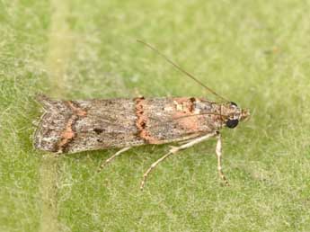 Pempelia compositella Tr. adulte - Philippe Mothiron