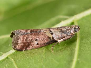 Acrobasis consociella Hb. adulte - Philippe Mothiron