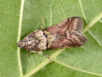 Acrobasis consociella Hb. adulte - Philippe Mothiron