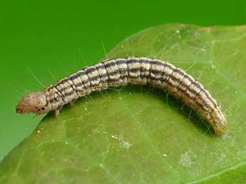  Chenille de Acrobasis consociella Hb. - Kjeld Brehm