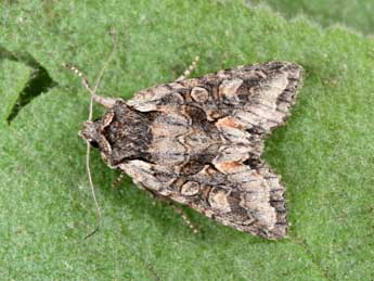 Dichonia convergens D. & S. adulte - ©Philippe Mothiron