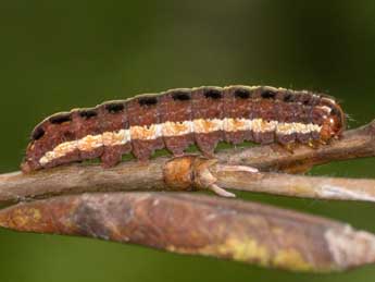  Chenille de Coranarta cordigera Thnbg - ©Kimmo Silvonen