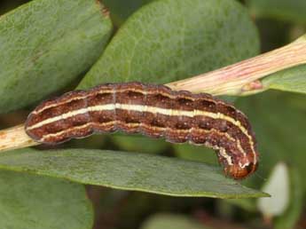  Chenille de Coranarta cordigera Thnbg - ©Wolfgang Wagner, www.pyrgus.de