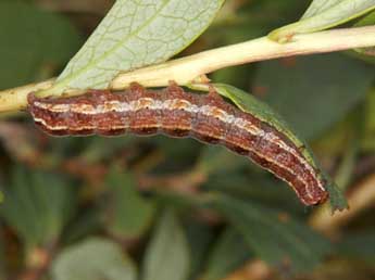  Chenille de Coranarta cordigera Thnbg - ©Wolfgang Wagner, www.pyrgus.de