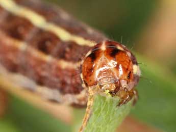  Chenille de Coranarta cordigera Thnbg - ©Wolfgang Wagner, www.pyrgus.de