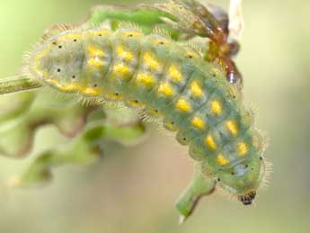  Chenille de Lysandra coridon Poda - ©Philippe Mothiron