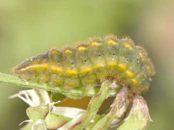  Chenille de Lysandra coridon Poda - ©Philippe Mothiron