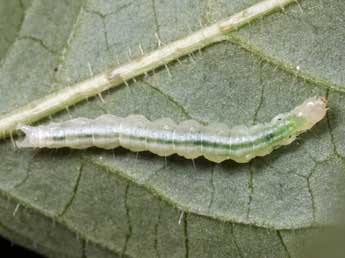  Chenille de Anania coronata Hfn. - ©Thibaut Delsinne