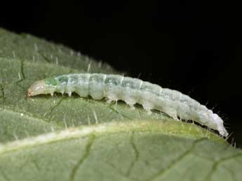  Chenille de Anania coronata Hfn. - ©Thibaut Delsinne