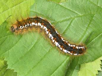  Chenille de Trichiura crataegi L. - ©Philippe Mothiron