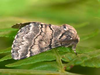 Gluphisia crenata Esp. adulte - Philippe Mothiron