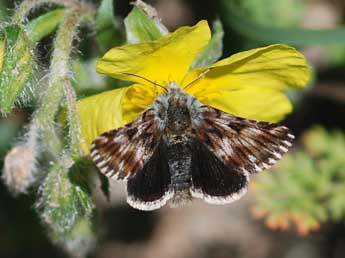 Omia cymbalariae Hb. adulte - ©Jean-Louis Fours 