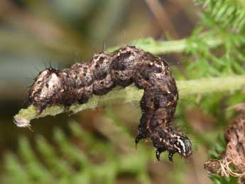  Chenille de Thysanoplusia daubei Bsdv. - ©Philippe Mothiron